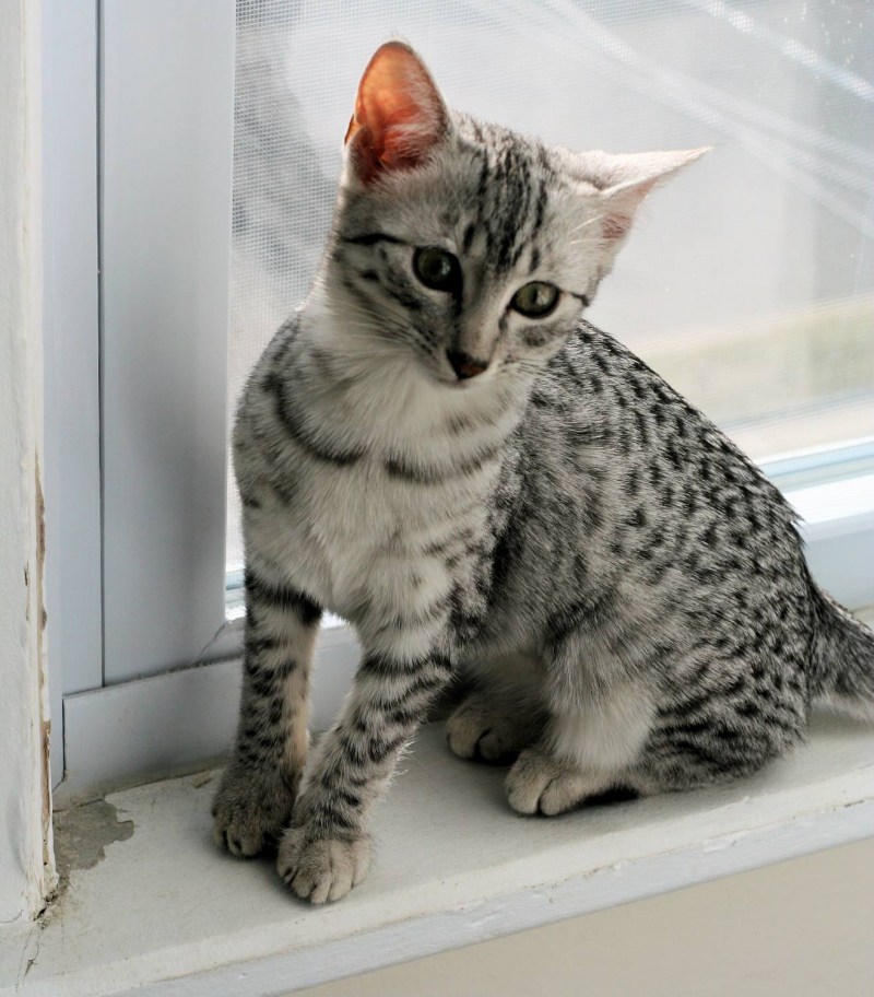 Священная кошка Египта