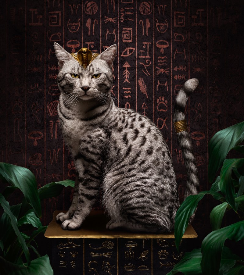 Египетская кошка