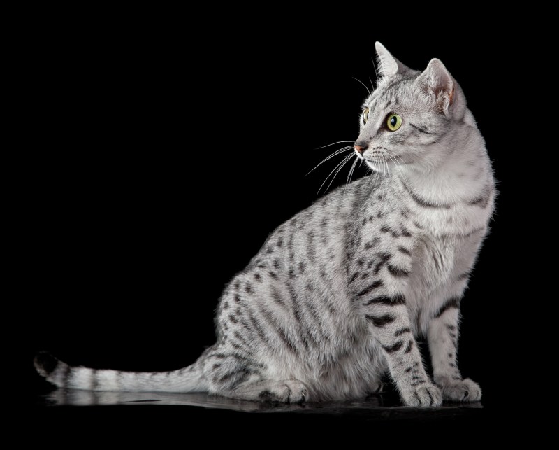 Египетская кошка черная