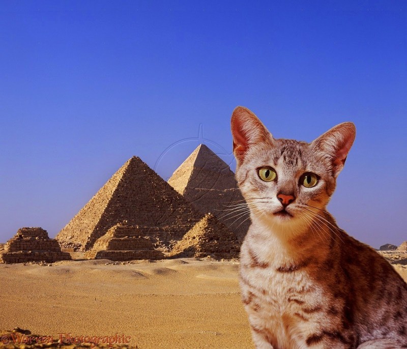 Египетский сфинкс кот