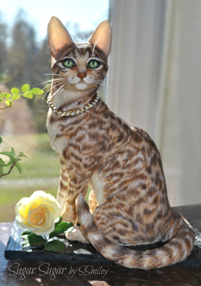 Египетская МАУ котята