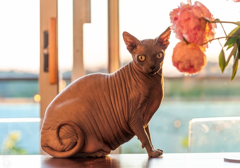 Египетский сфинкс кот