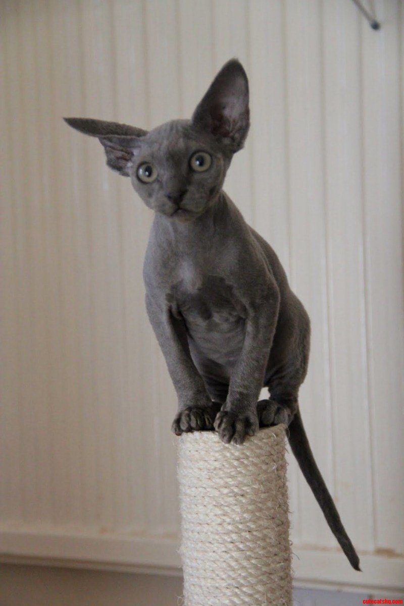 Египетская МАУ кошка