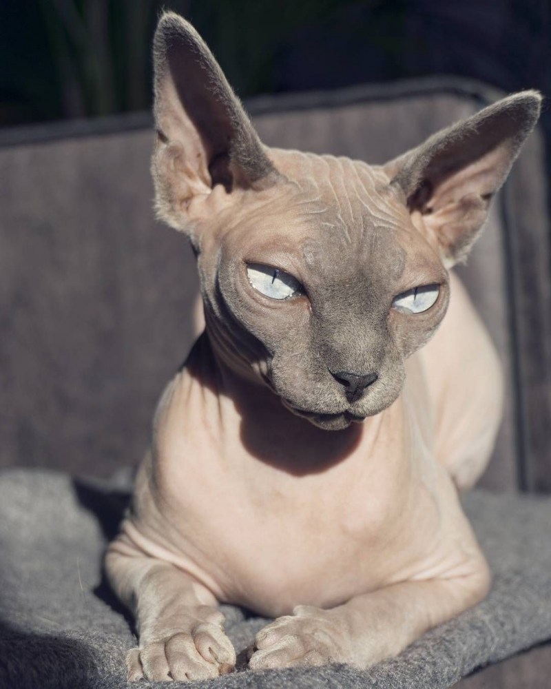 Коты сфинксы