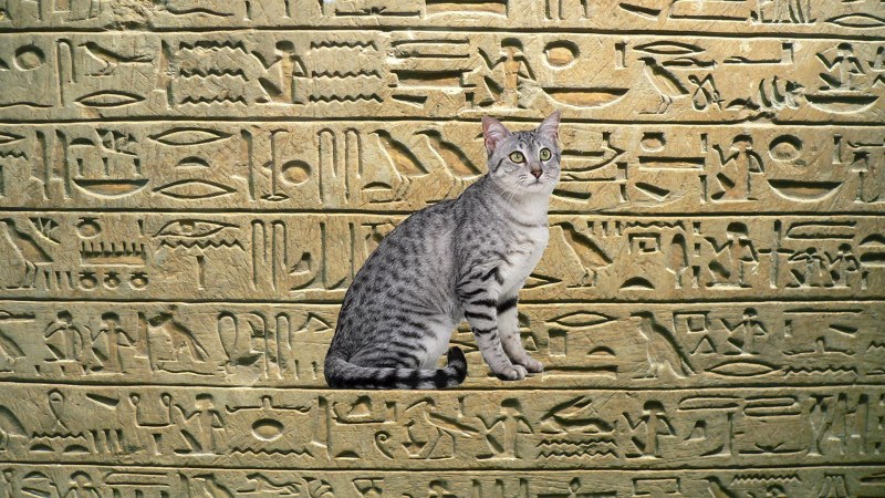 Египетский сфинкс кот