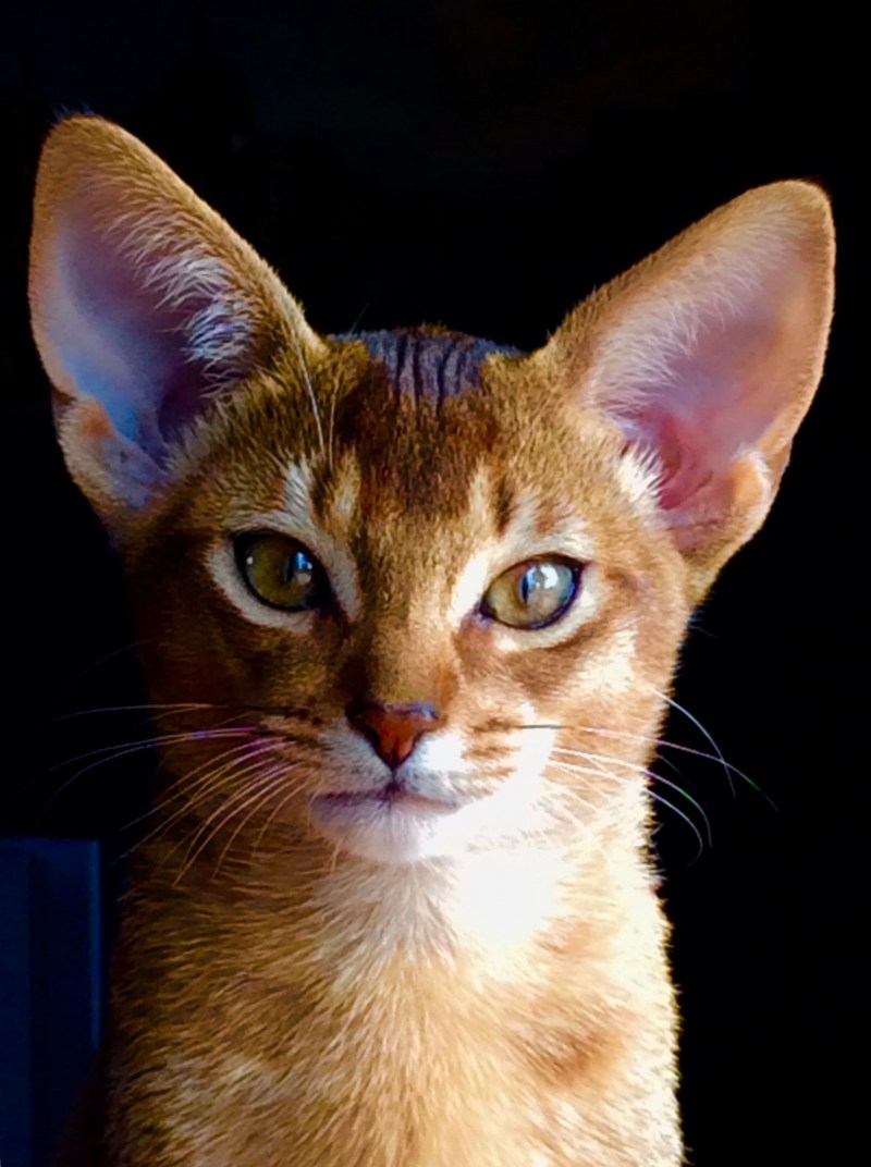 Египетская МАУ кошка
