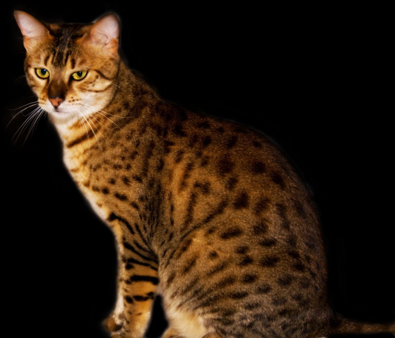 Египетская МАУ котята