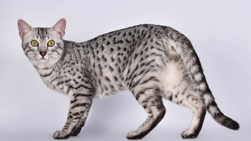 Сфинкс кошка