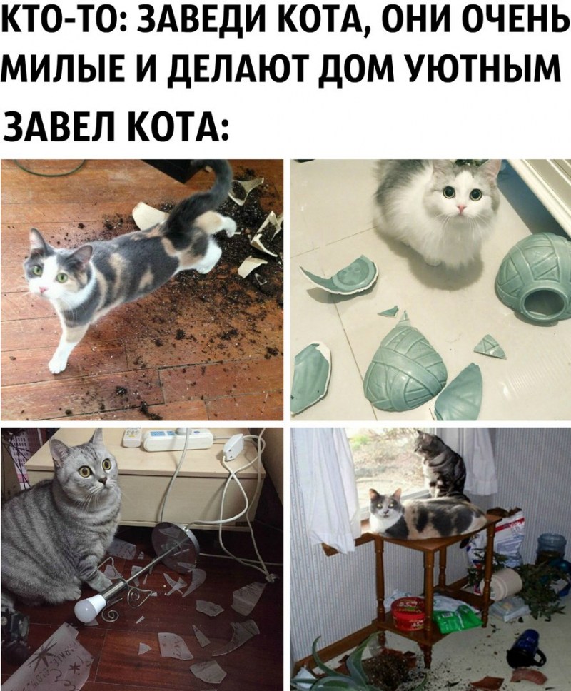 Заведи кота говорили они