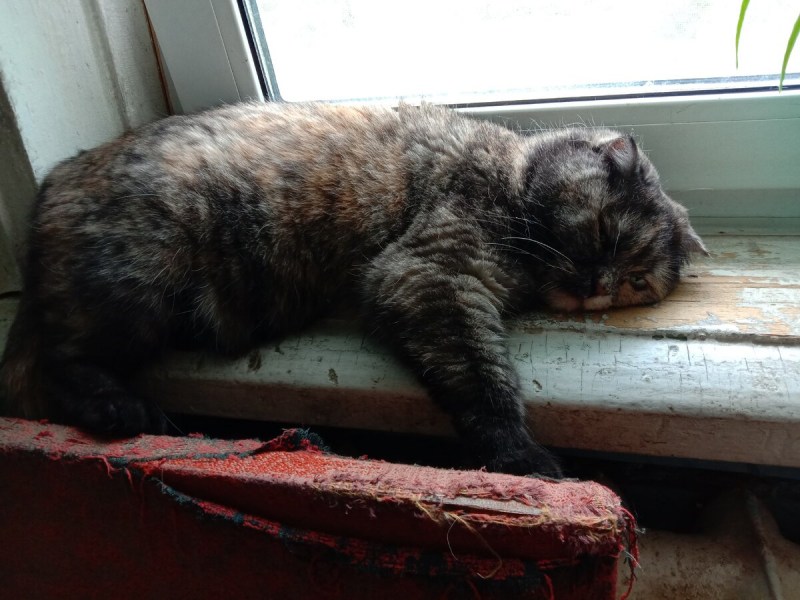 Мартовский кот и кошка