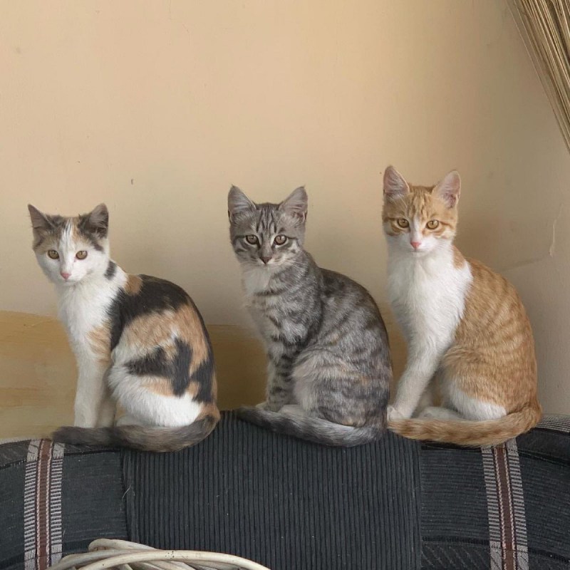 Дом для кошки