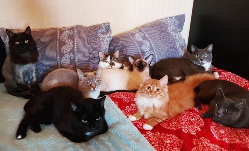 Вражда кошек и собак