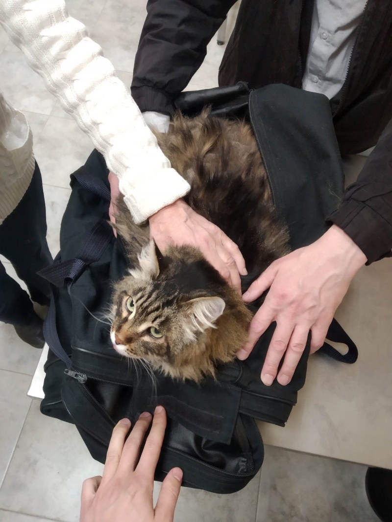 Кошачья гостиница
