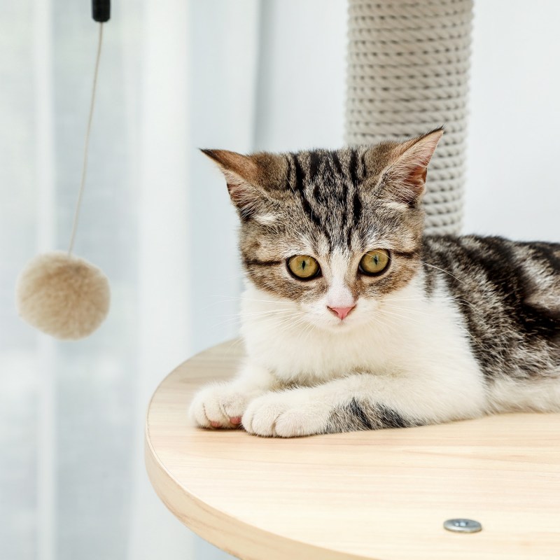 Кошка долго укладывается
