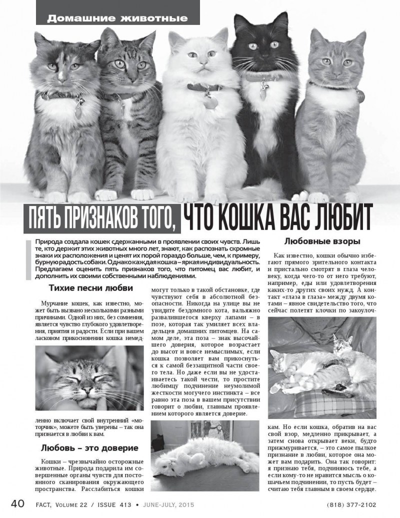 Уютные домики для персидских котов