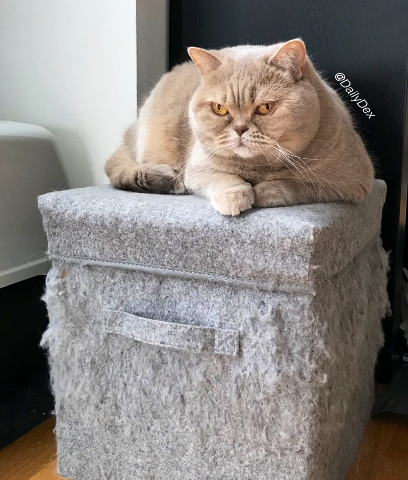 Дом для кошки
