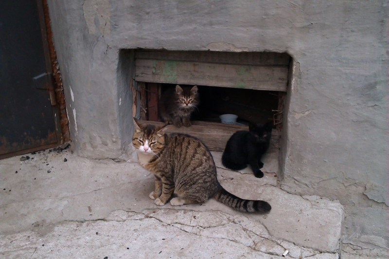 Собака и коты в лежанке