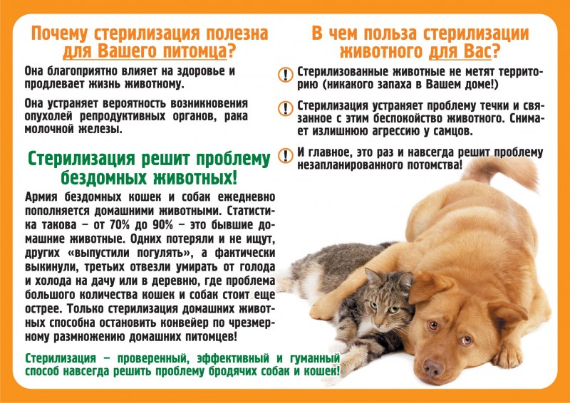Отец не хочет заводить кота