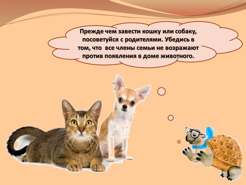 Красивый дом для кота
