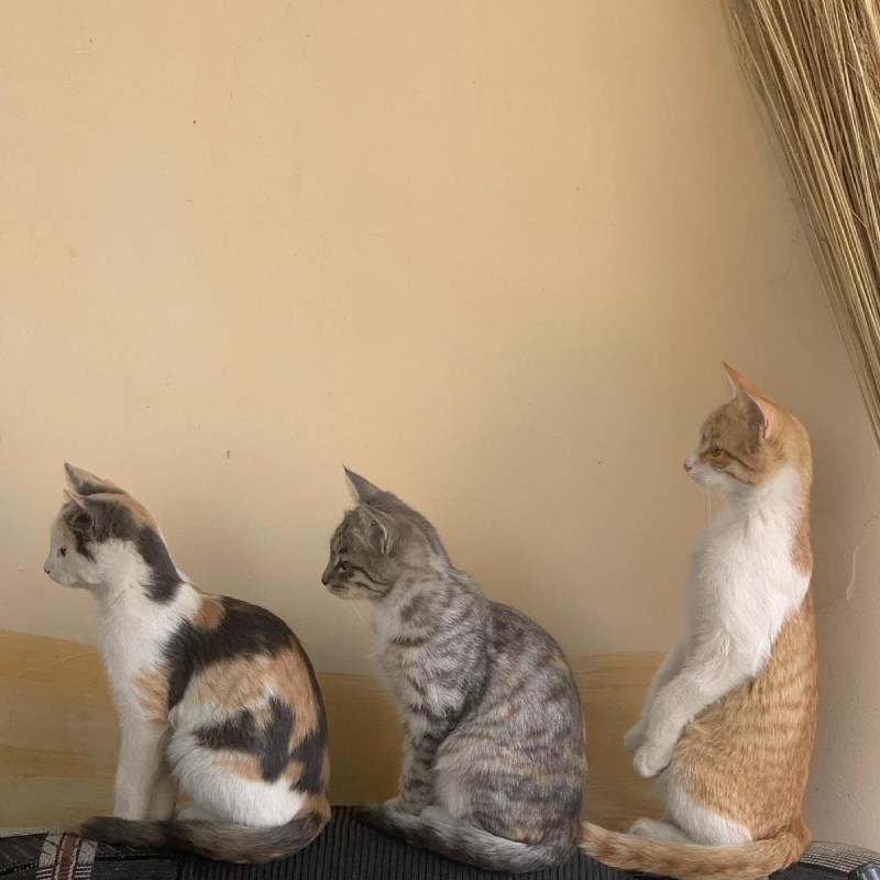 Котики рыжий и серый