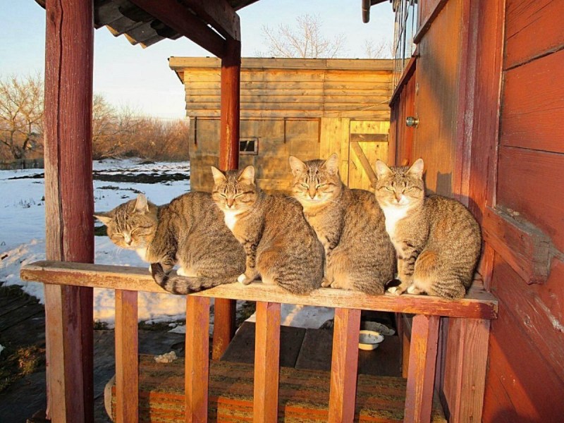 Стерилизация бездомных животных