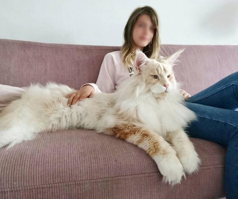 Мейн кун Лотос