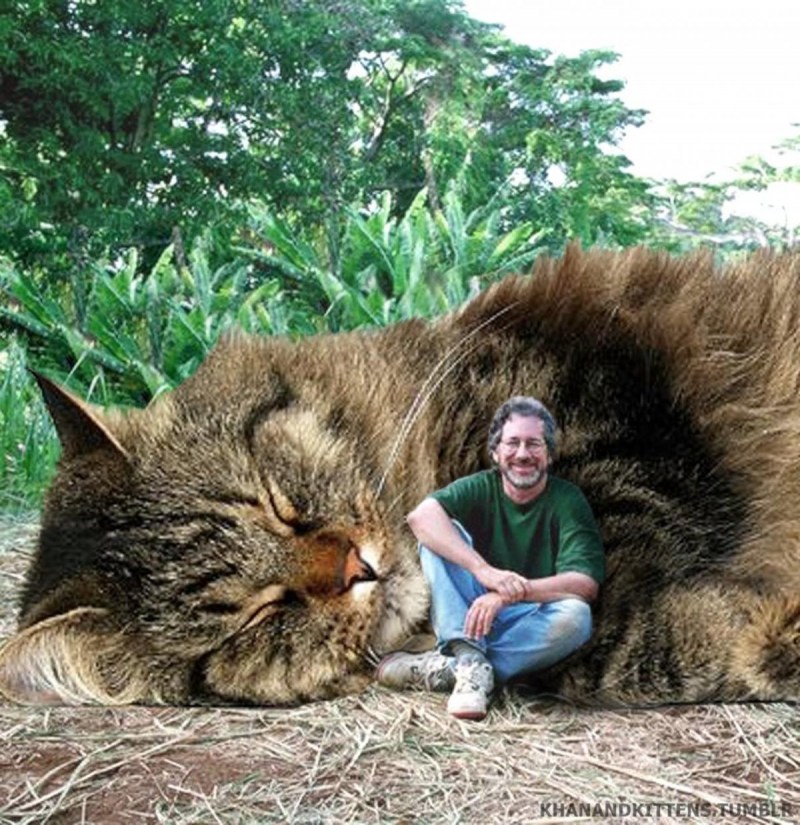 Огромный гигантский кот