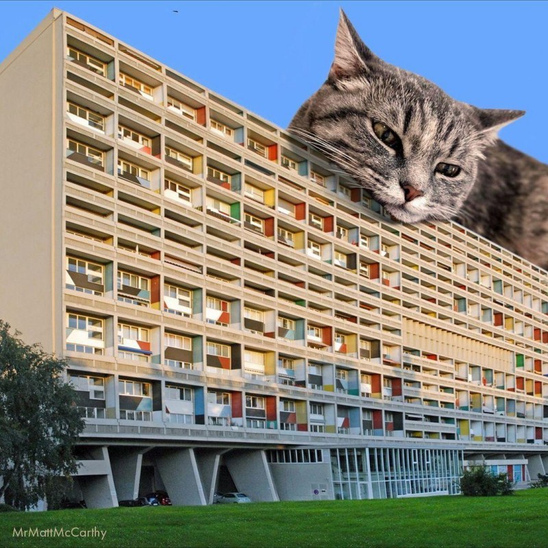 Коты великаны