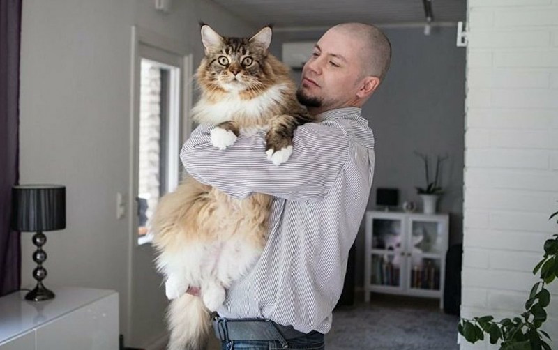 Фото кота Мейн кун с хозяином