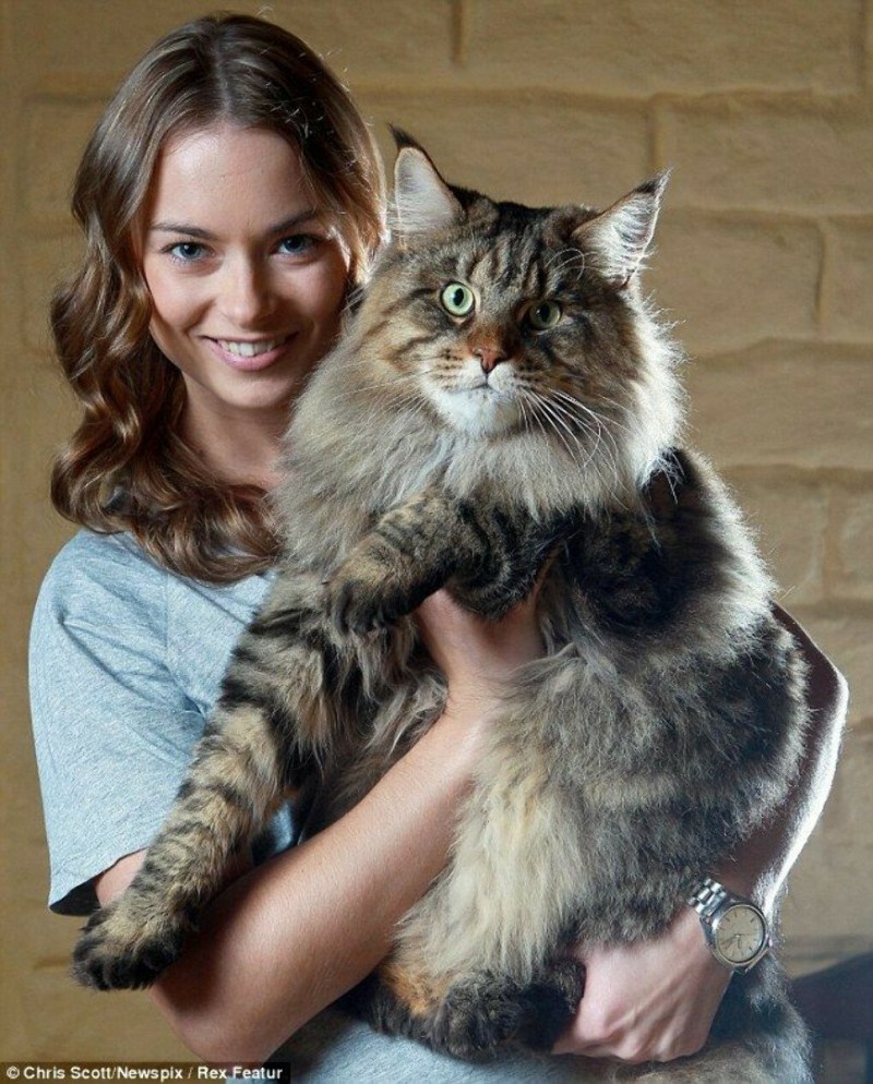 Большая кошка Мейн кун