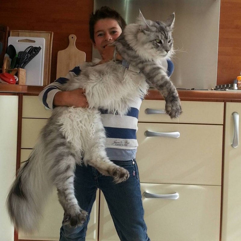 Мейн кун большой