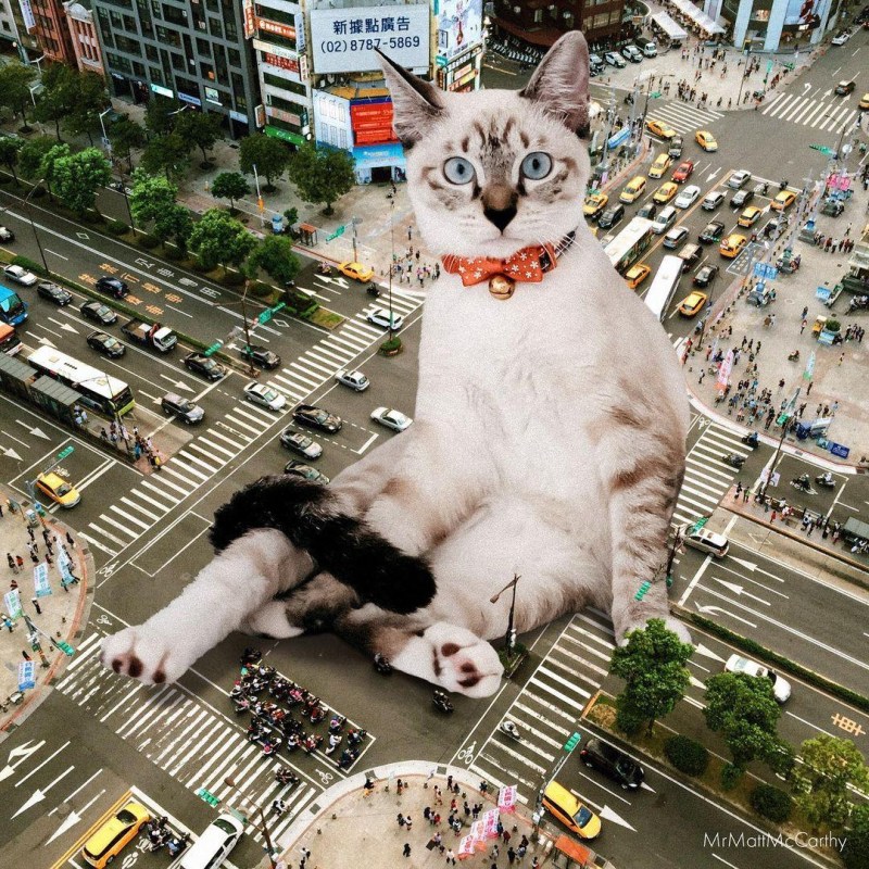 Исполинская кошка