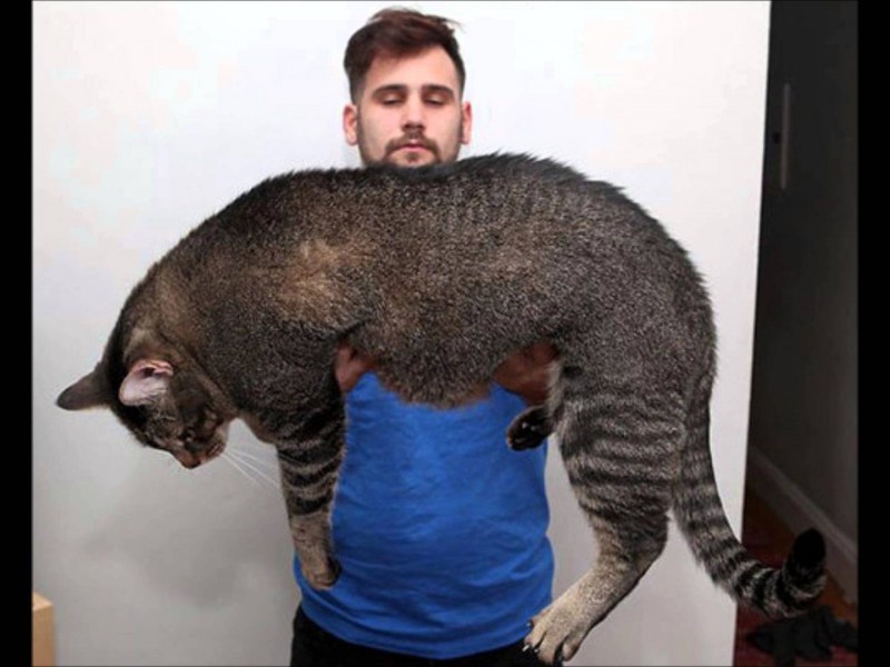 Самый огромный кот в мире