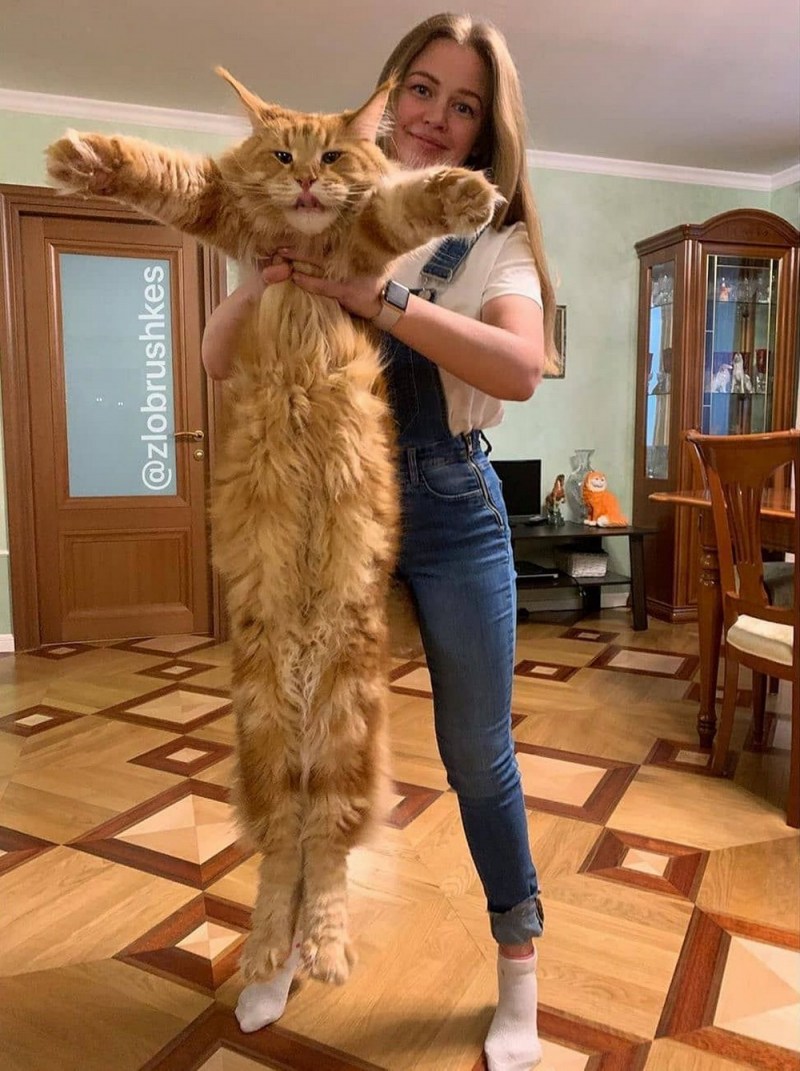 Крупные коты Мейн кун