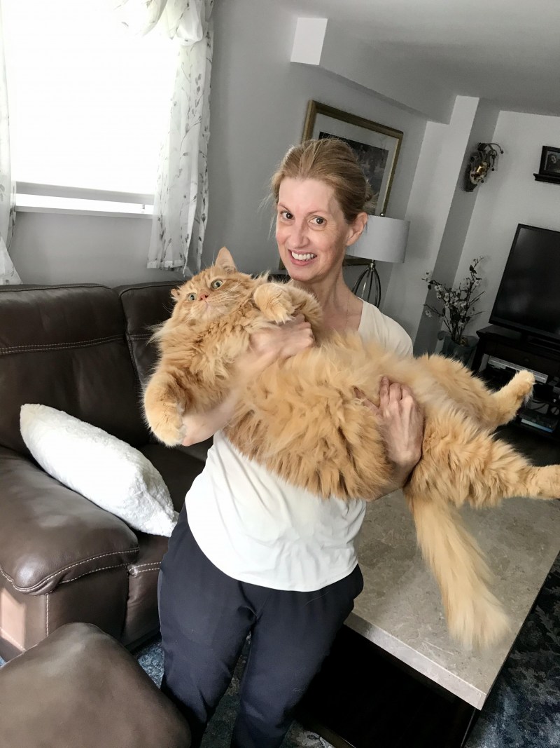 Опять этот гигантский кот
