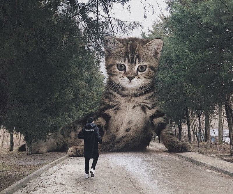 Андрей Щербак художник коты