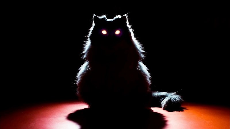 Кошка в темноте