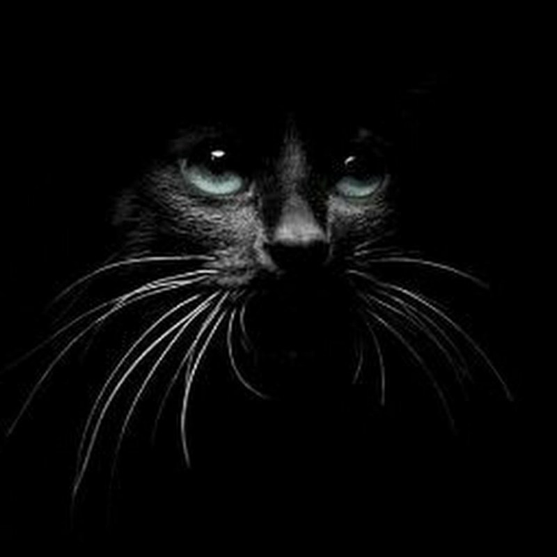 Кот в темноте