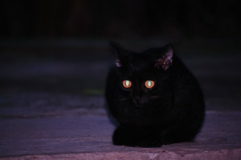 Светящиеся глаза кошки