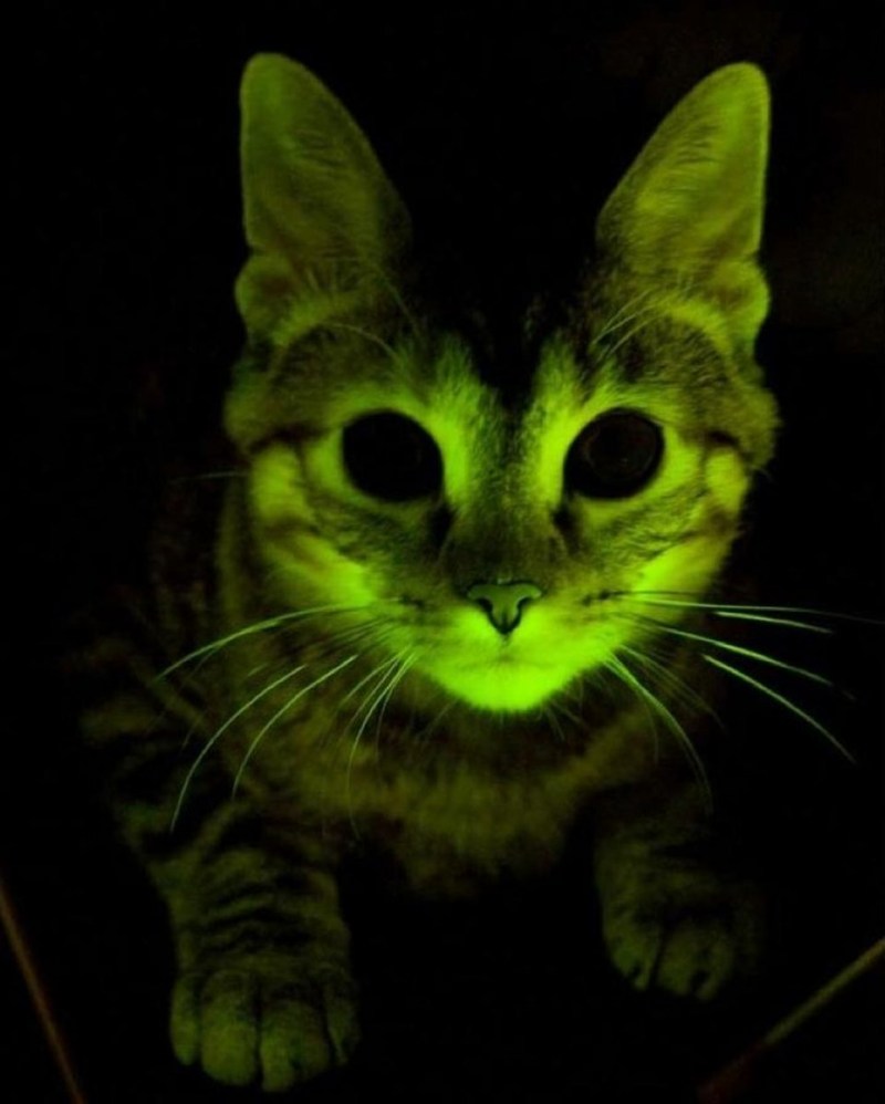 Зеленый кот