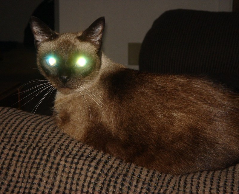 Кошка со светящимися глазами