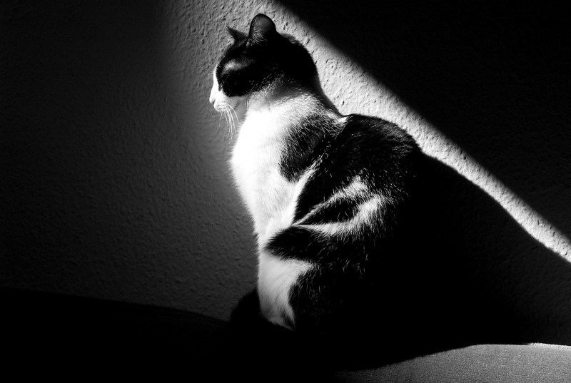 Котик черно белый