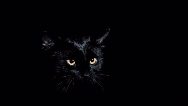 Черная кошка в темноте