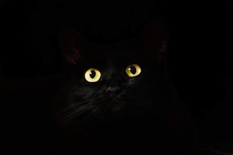 Черная кошка