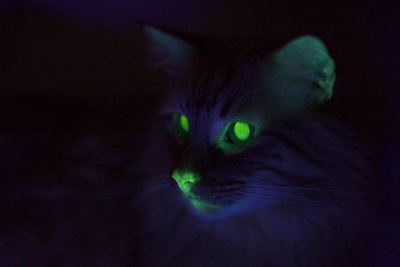 Светящиеся кошки