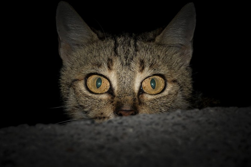 Кошка в темноте