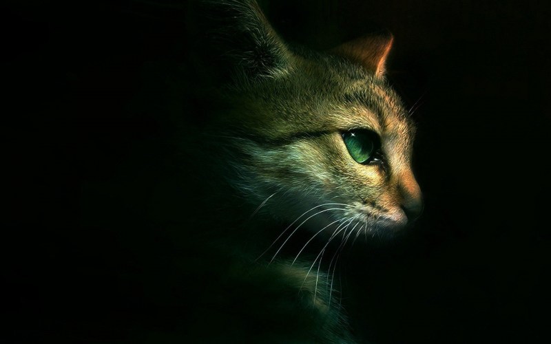 Кошка в темноте