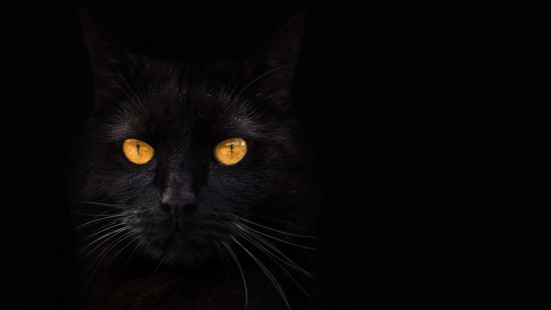 Кот в темноте