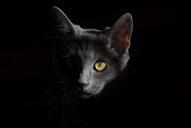 Черный кот в темноте