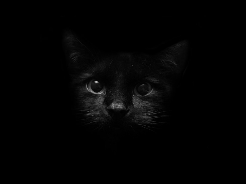 Кот на черном фоне